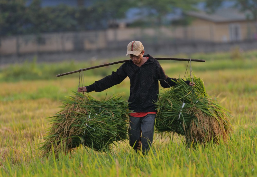 Nông dân thu hoạch lúa ở Sơn Tây Hà Nội, tháng 6/2022. Ảnh: Ngọc Thành